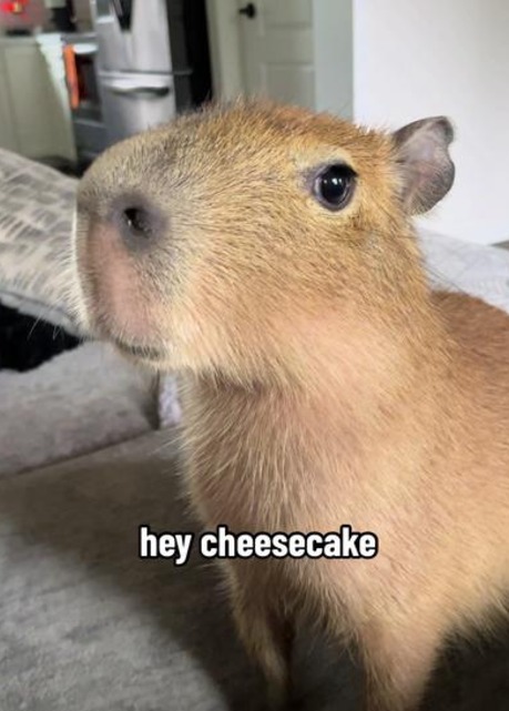 shoutout from Pumpkin and Cheesecake the Capybara